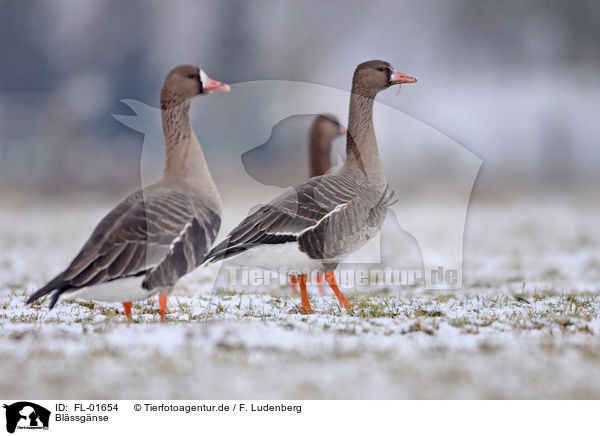 Blssgnse / greater white-fronted geese / FL-01654