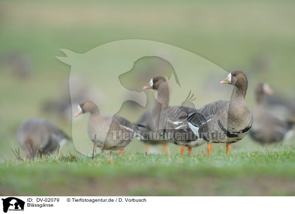 Blssgnse / greater white-fronted geese / DV-02079