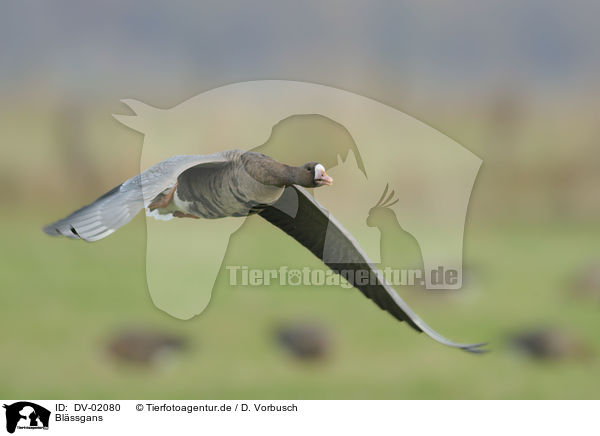 Blssgans / greater white-fronted goose / DV-02080