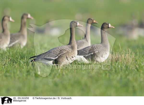 Blssgnse / greater white-fronted geese / DV-02250