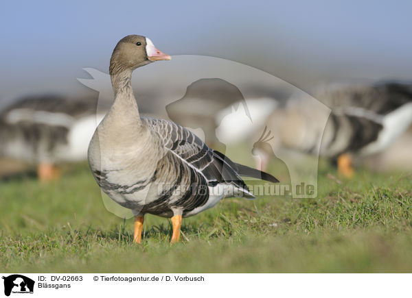 Blssgans / greater white-fronted goose / DV-02663