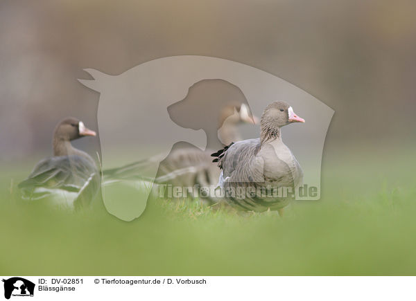 Blssgnse / greater white-fronted geese / DV-02851