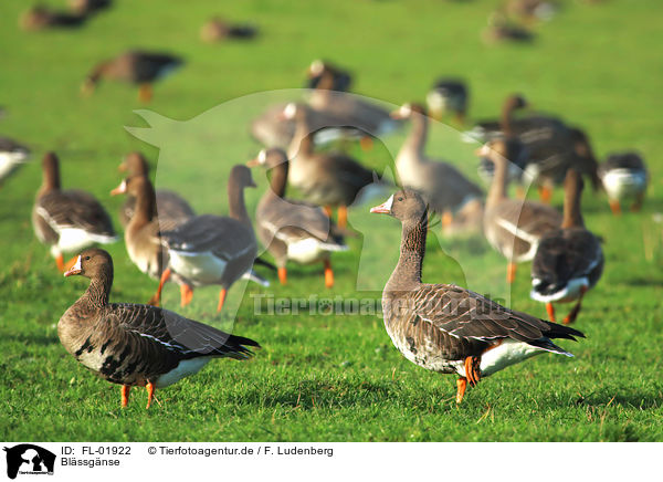 Blssgnse / greater white-fronted geese / FL-01922