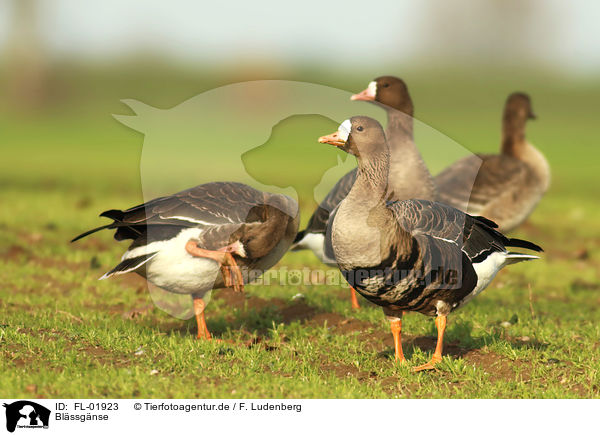 Blssgnse / greater white-fronted geese / FL-01923