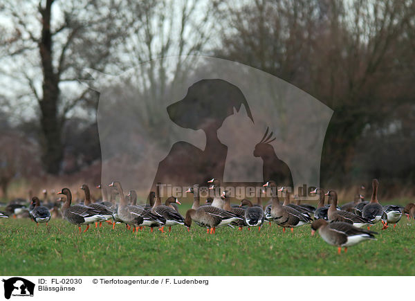 Blssgnse / greater white-fronted geese / FL-02030