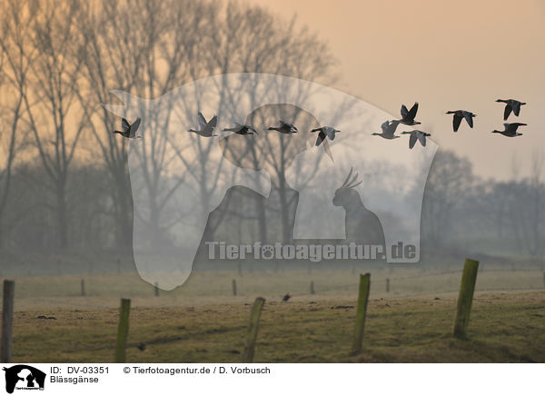 Blssgnse / greater white-fronted geese / DV-03351