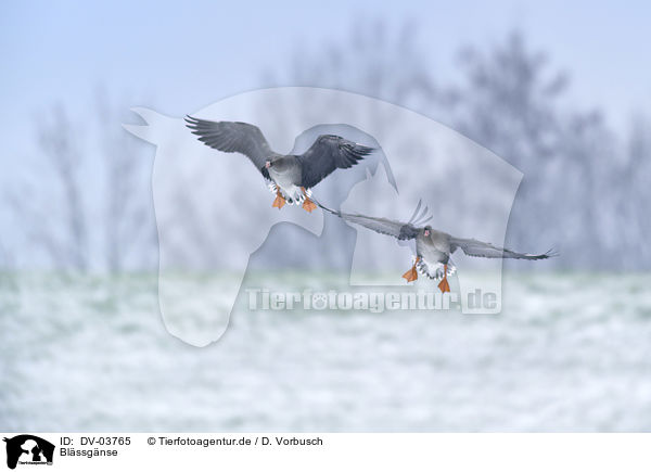 Blssgnse / greater white-fronted geese / DV-03765