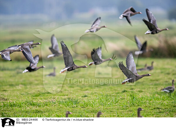 Blssgnse / greater white-fronted geese / MBS-24466
