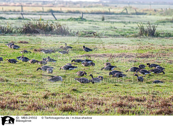 Blssgnse / greater white-fronted geese / MBS-24502