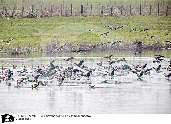 Blssgnse / greater white-fronted geese / MBS-27709