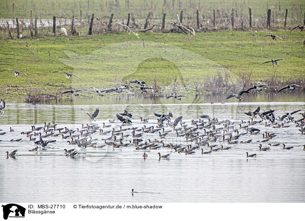 Blssgnse / greater white-fronted geese / MBS-27710