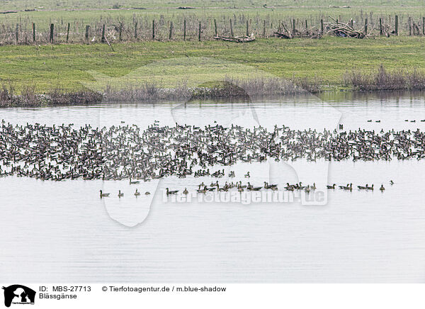 Blssgnse / greater white-fronted geese / MBS-27713