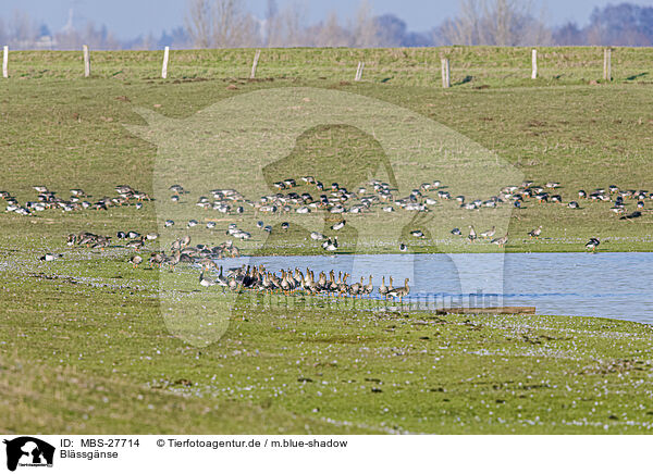 Blssgnse / greater white-fronted geese / MBS-27714