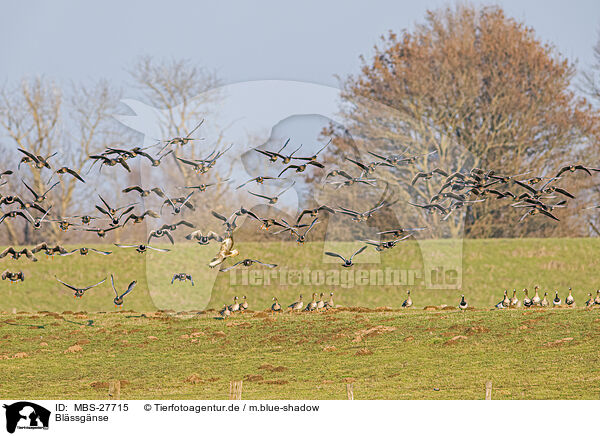 Blssgnse / greater white-fronted geese / MBS-27715