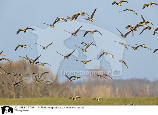 Blssgnse / greater white-fronted geese / MBS-27716