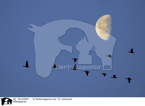 Blssgnse / greater white-fronted geese / DV-04061