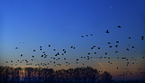 fliegende Blssgnse