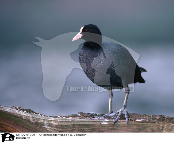 Bl�sshuhn / Eurasian coot / DV-01009