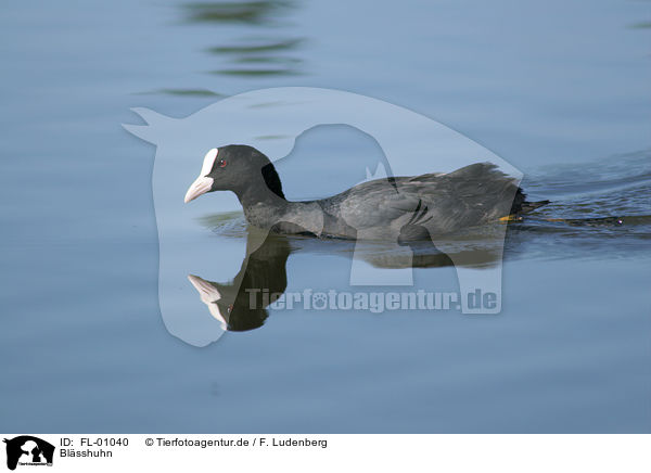 Blsshuhn / FL-01040