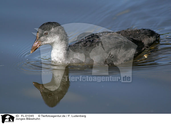 Junges Blsshuhn / young eurasian coot / FL-01045