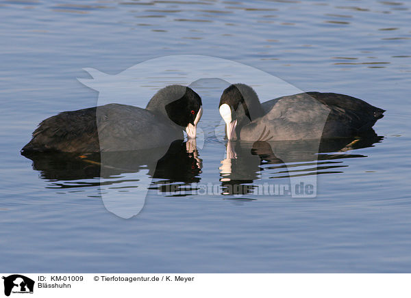 Blsshuhn / eurasian coot / KM-01009