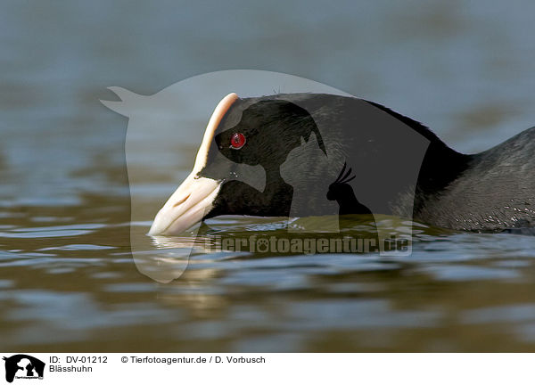 Blsshuhn / Eurasian coot / DV-01212