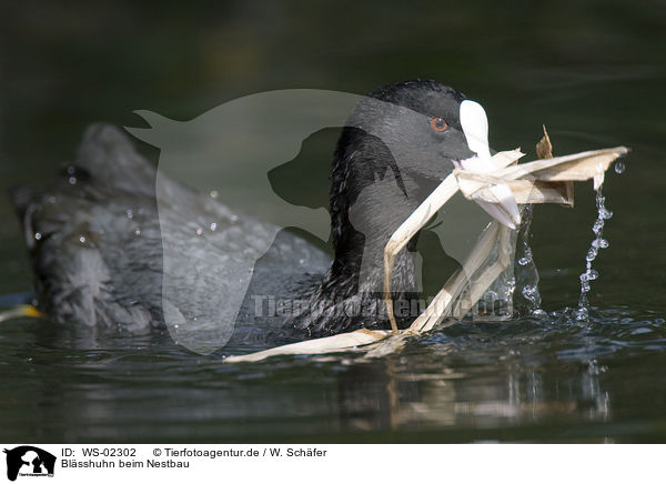 Blsshuhn beim Nestbau / Eurasian coot nest-building / WS-02302