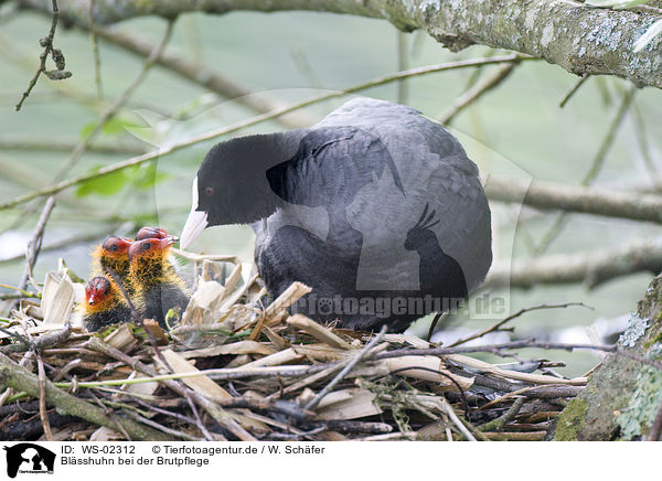 Blsshuhn bei der Brutpflege / WS-02312