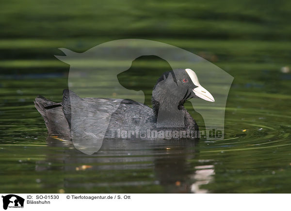 Blsshuhn / black coot / SO-01530