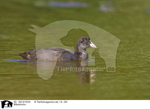 Blsshuhn / black coot / SO-01534