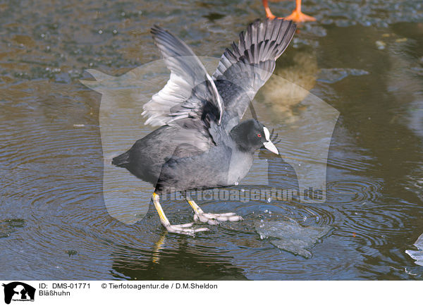Blhuhn / DMS-01771