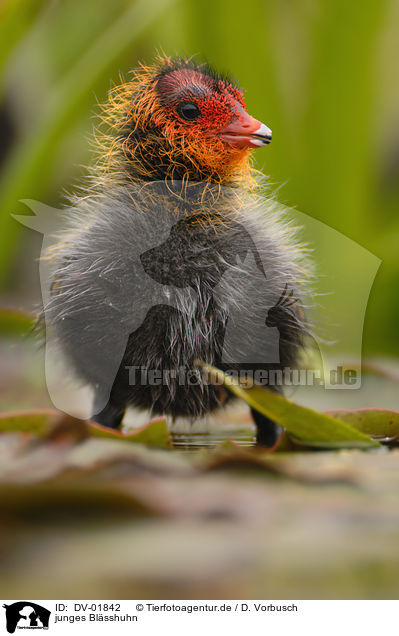 junges Blsshuhn / young black coot / DV-01842