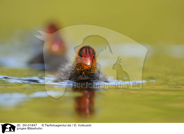 junges Bl�sshuhn / young black coot / DV-01847