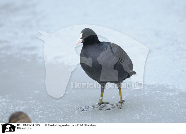 Blsshuhn / black coot / DMS-04505