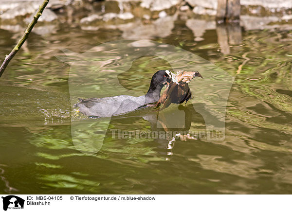 Blsshuhn / Eurasian black coot / MBS-04105