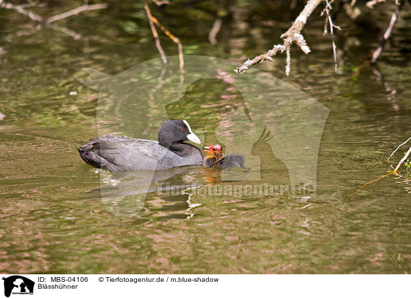 Blsshhner / Eurasian black coots / MBS-04106