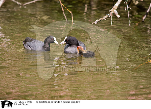Blsshhner / Eurasian black coots / MBS-04108