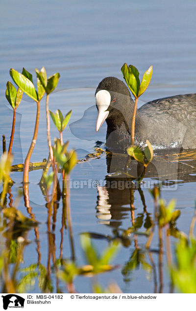 Blsshuhn / Eurasian black coot / MBS-04182