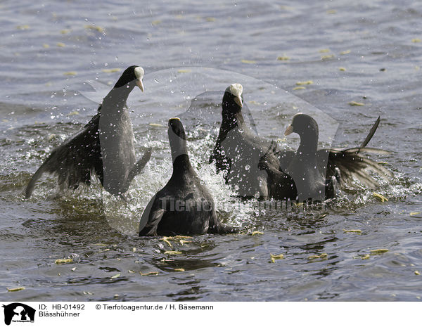 Blsshhner / Eurasian black coots / HB-01492