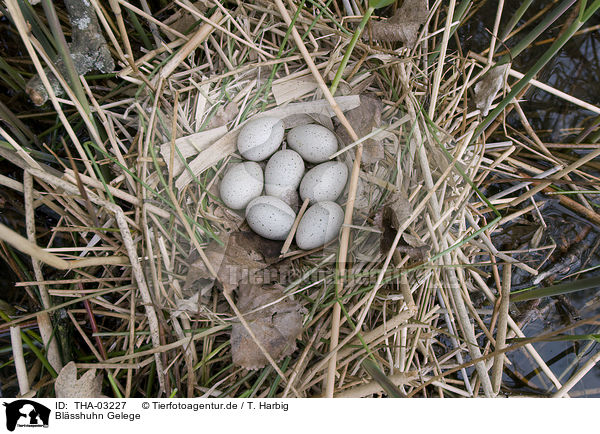 Blsshuhn Gelege / black coot eggs / THA-03227