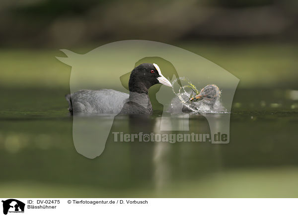 Blsshhner / black coots / DV-02475