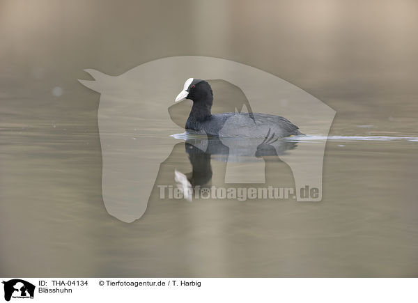Blsshuhn / THA-04134