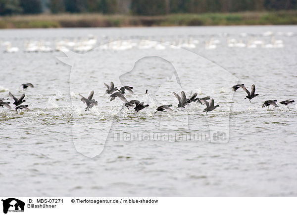 Blsshhner / Eurasian black coots / MBS-07271