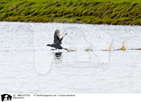 Blsshuhn / Eurasian black coot / MBS-07535