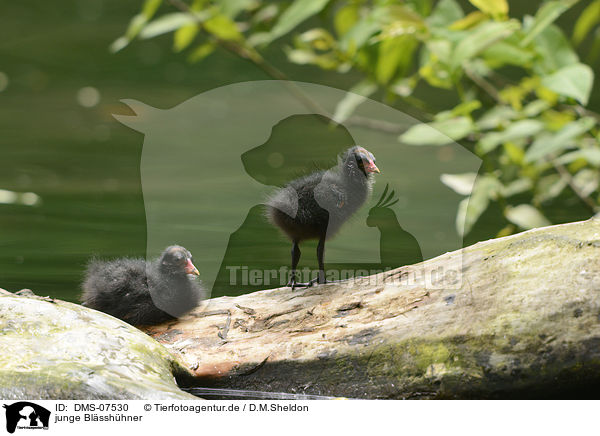 junge Blsshhner / young black coots / DMS-07530