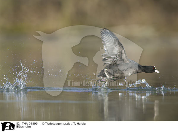 Blsshuhn / Eurasian black coot / THA-04899