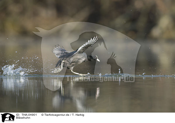 Blsshuhn / Eurasian black coot / THA-04901