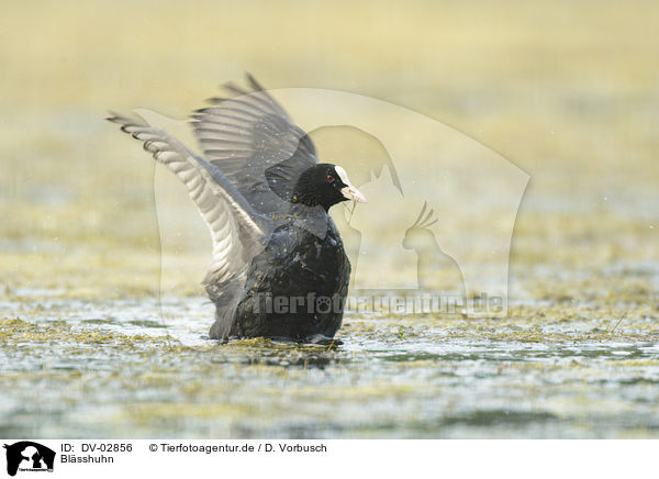 Blsshuhn / Eurasian black coot / DV-02856