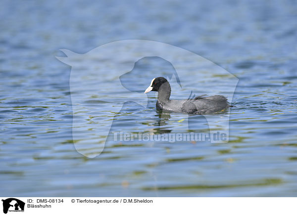 Blsshuhn / Eurasian coot / DMS-08134