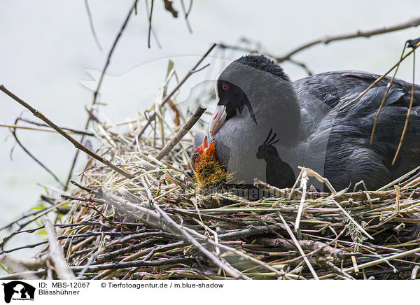 Blsshhner / black coots / MBS-12067